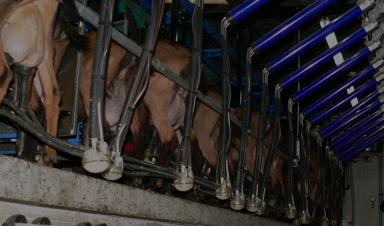 Boutique machine à traire