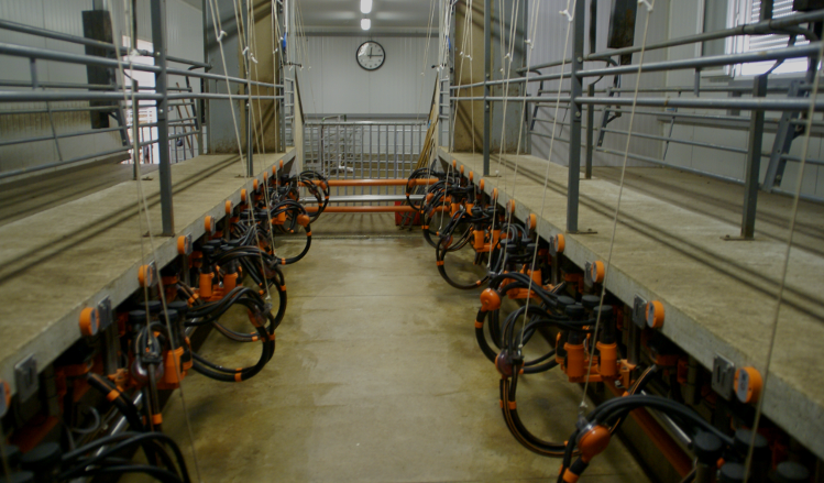 Salle de traite Chèvre